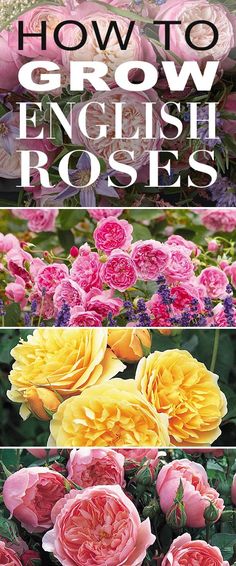 how to grow english roses in the garden with pictures and text overlaying it