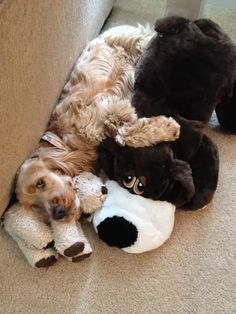 a dog laying on the floor next to stuffed animals