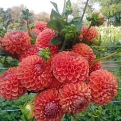 a bunch of flowers that are in some kind of potted plant with green leaves