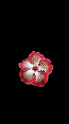 a red and white flower on a black background