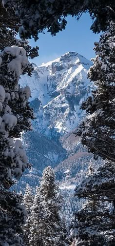 snow covered mountains and trees in the foreground