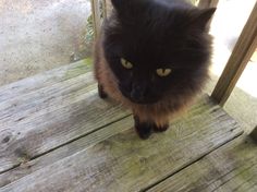 a black cat with yellow eyes sitting on a wooden bench looking at the camera lens