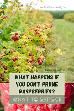 raspberries growing in a bush with the words what happens if you don't prune raspberries?