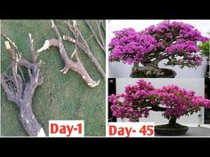 four different types of bonsai trees in various stages of blooming, from day - 4 to day - 45