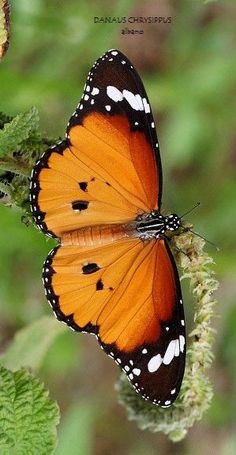 an orange butterfly sitting on top of a green plant