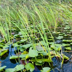 water lilies and grass growing in a pond