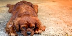 a brown dog laying on the ground with his head resting on it's paws