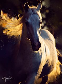 a white horse running in the sun with it's hair blowing around its neck