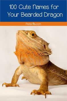 a bearded dragon with the title'100 cute names for your bearded dragon'on it