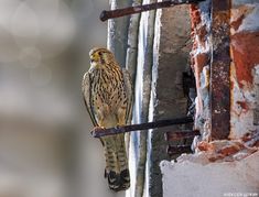 a brown and white bird sitting on top of a metal bar next to a brick wall