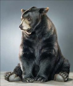 a large black bear sitting on top of a wooden floor next to a gray wall