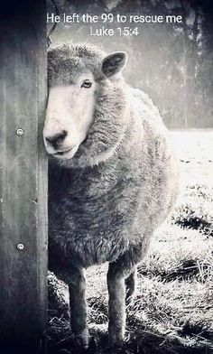 a sheep standing next to a wooden door in the middle of a grass covered field