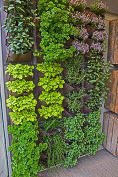 a vertical garden wall with plants growing on it