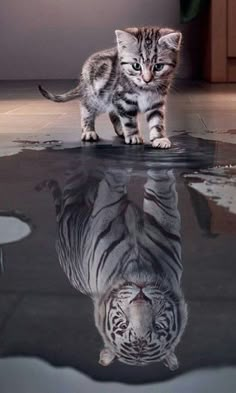 a small white tiger walking across a floor next to a pool of water with it's reflection on the ground