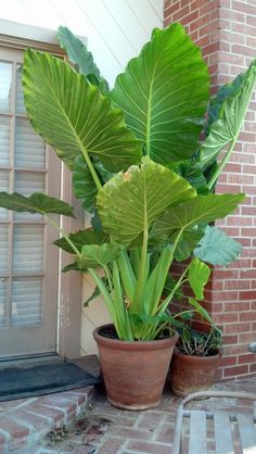 two potted plants sitting on top of a brick floor next to a door way