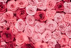 pink and red flowers are arranged together in the shape of a wallpaper or background