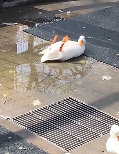 two ducks are sitting on the ground near a drain grate that has water running through it