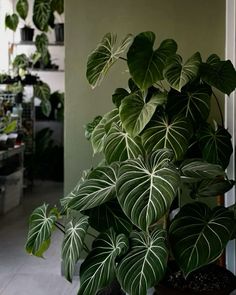 a houseplant is growing in the corner of a room with other potted plants