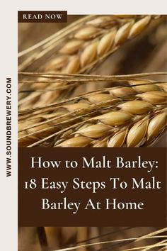 Barley is often seen as the very essence of beer, so knowing how to malt barley is important. If you are a home brewer eager to learn how to take on this task right from the comfort of your own home, you’re in luck. | What Is Malted Barley? | Can I Malt Barley at Home? | How Long Does it Take Barley to Malt? | #barley #malt #malting White Corn, Barley, Easy Step