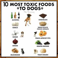 a poster with the words 10 most exotic foods to dogs written in english and spanish