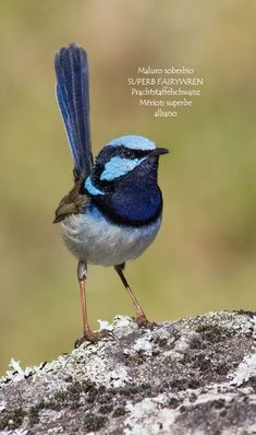 a small blue and white bird standing on top of a moss covered rock with its wings spread