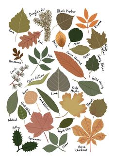 the different types of leaves that are on display in front of a white background with words written