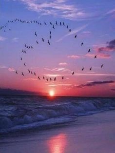 a flock of birds flying over the ocean at sunset