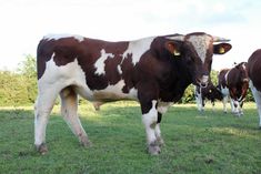 several brown and white cows standing in the grass