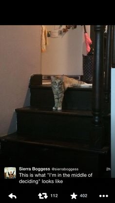 a cat sitting on top of a set of stairs