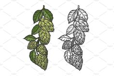 hops and leaves on a white background, hand drawn illustration in line art style