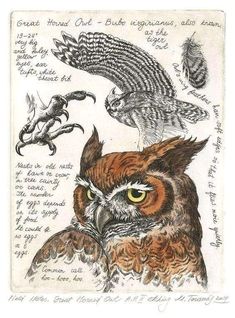 an owl and other birds are depicted in this drawing