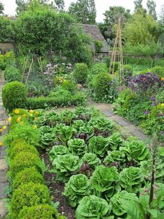 a garden filled with lots of green plants