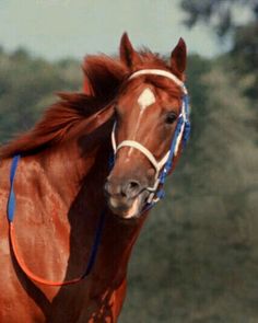 a brown horse standing on top of a lush green field next to a tree covered hillside