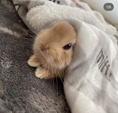 a small brown and white rabbit peeking out from under a blanket