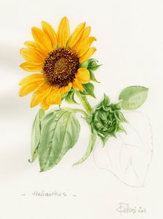 a drawing of a yellow sunflower with green leaves