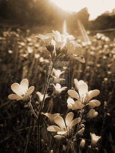 the sun shines brightly behind some flowers in a field with tall grass and weeds