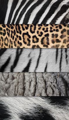 four different patterns of animal fur