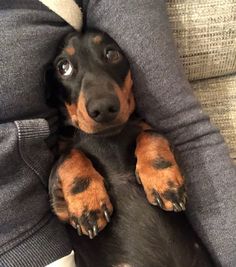 a black and brown dog laying on top of a couch