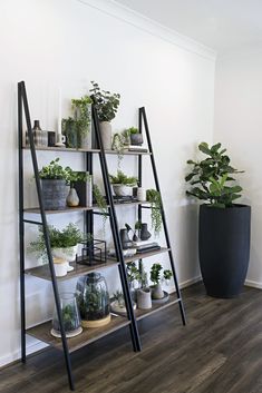 three shelves with plants and potted plants on them