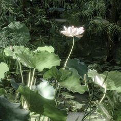 a large white flower sitting on top of a lush green leaf covered forest floor next to water