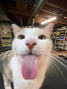 a white cat with its tongue hanging out