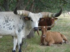 two longhorn bulls with large horns are sitting in the grass next to each other