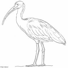 a large bird with long legs standing in front of a white background and black outline