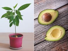 Here's how to grow avocados from a seed. Plus, how to care for the tree and what to expect. Mexican Avocado, Avocado Plant, Easy Guacamole, Avocado Tree, Veg Garden, Fool Proof Recipes