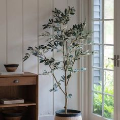 a potted plant sitting on top of a wooden table next to a book shelf