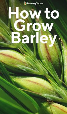 the cover of how to grow barley