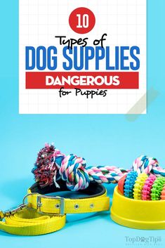 the top 10 types of dog supplies that are dangerous for puppies and their owners