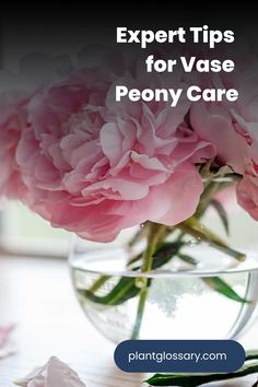 pink flowers in a vase with text overlaying expert tips for vase peony care