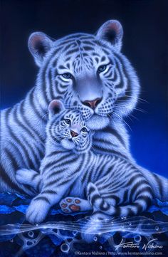 two white tiger cubs sitting next to each other on a blue background with water droplets