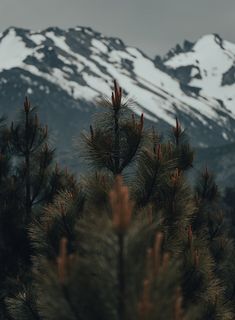 pine trees with snow covered mountains in the background